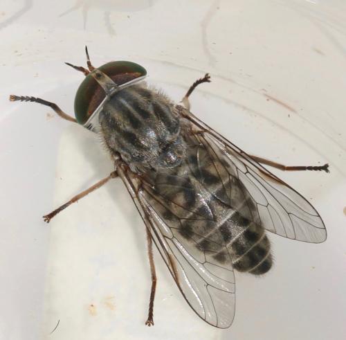 Réf. 324 057 : Tabanus bromius